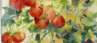 Tomatoes, watercolor